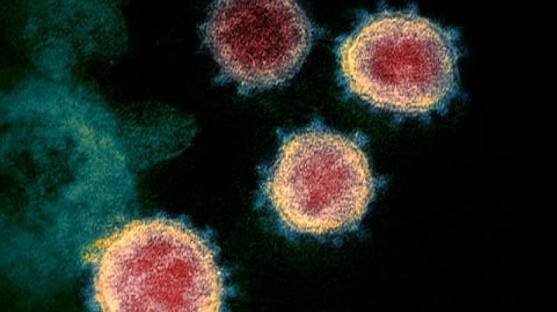 Virus Virus