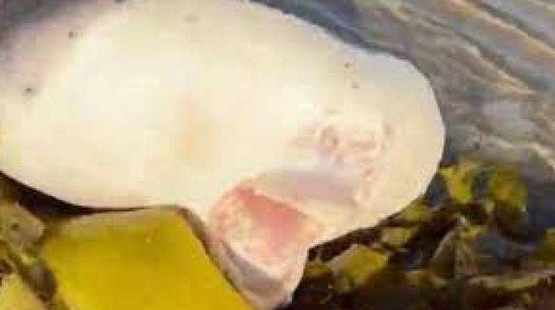 Mysterious creature with human-like lips washes up on Australian beach, pic surfaces Mysterious creature with human-like lips washes up on Australian beach, pic surfaces