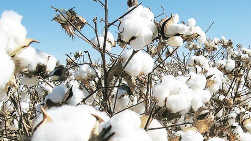 cotton cotton