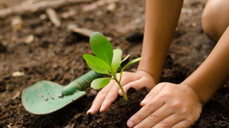 planting