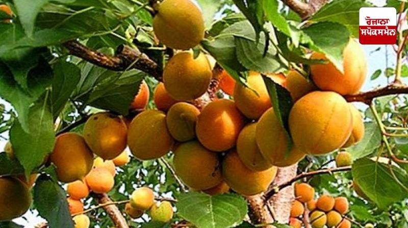 Learn about nutrient deficiencies in fruit trees... Learn about nutrient deficiencies in fruit trees...