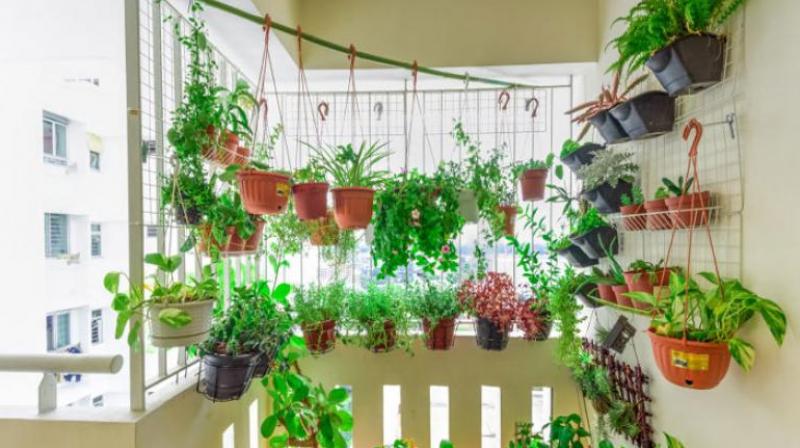 Decorate the house with hanging plants Decorate the house with hanging plants