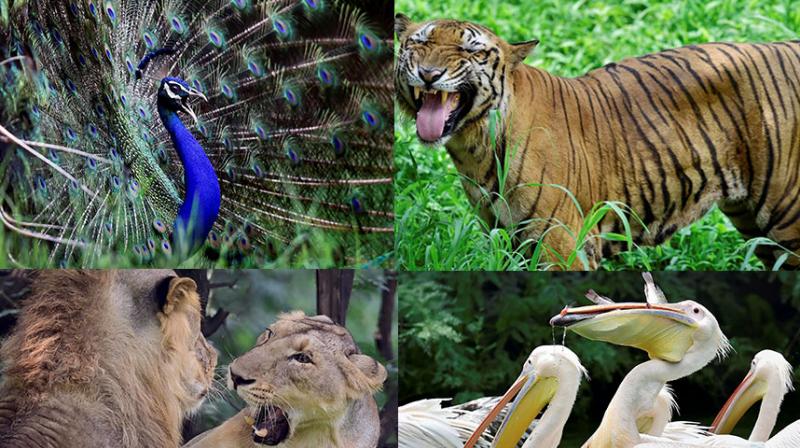 Tigers and elephants can be seen riding on a bicycle in delhi zoo