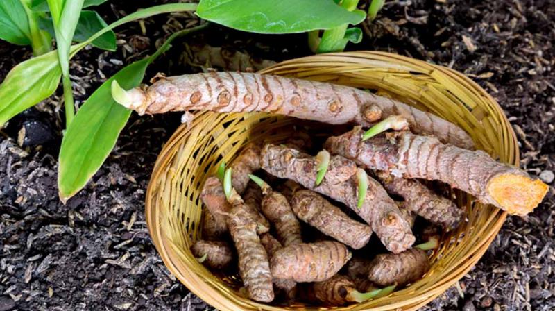 Turmeric Cultivation Turmeric Cultivation