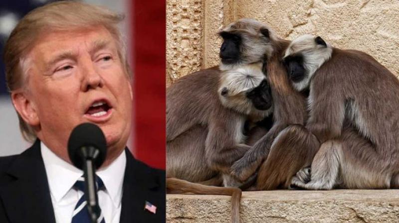Trump with Langur Trump with Langur