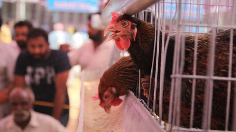 Poultary Farm Kissan