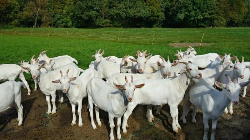 Got Farming Got Farming