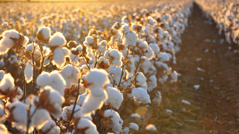 Cotton Crop Cotton Crop