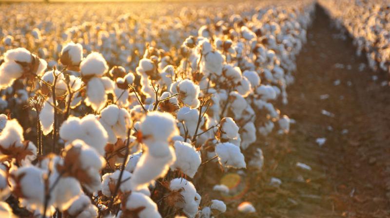 Cotton Crop