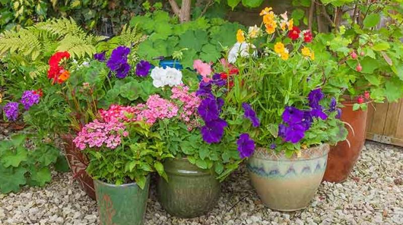 Choose the right pots for flowers Choose the right pots for flowers