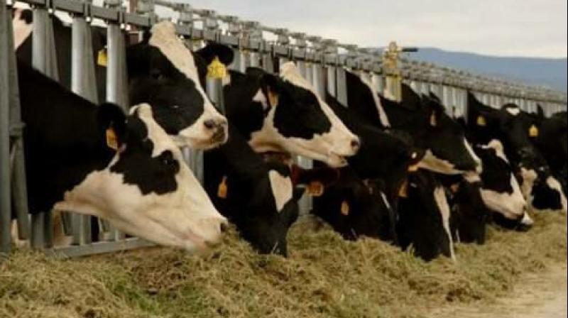 Animal Fodder Animal Fodder