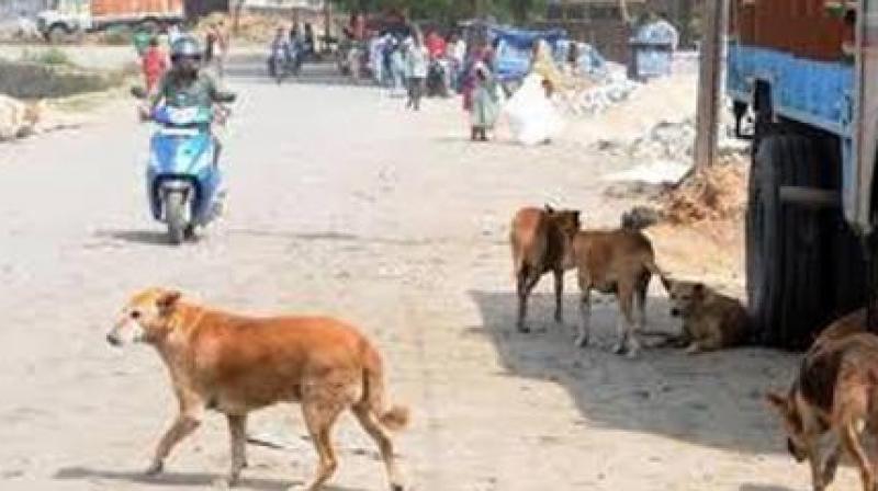 Stray dog attacks four years old playing in the street Stray dog attacks four years old playing in the street
