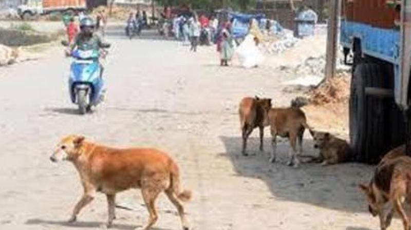 Stray dog attacks four years old playing in the street