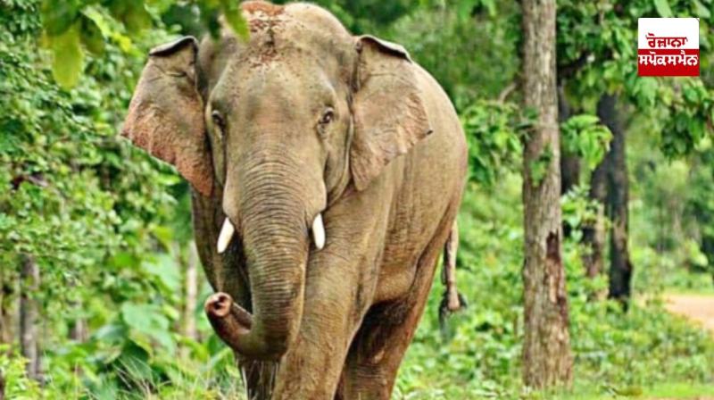 4 wild elephants dead, 5 critically ill in Bandhavgarh Tiger Reserve 4 wild elephants dead, 5 critically ill in Bandhavgarh Tiger Reserve