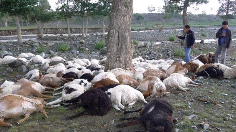 50 Goats Sleep Due to lightning 