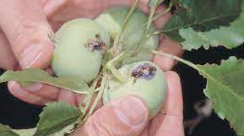 Prevention of diseases of fruit and deciduous plants Prevention of diseases of fruit and deciduous plants