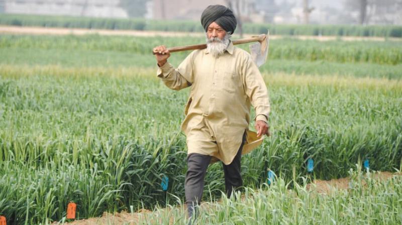 Pradhanmantri fasal beema yojna gift to farmers from government Pradhanmantri fasal beema yojna gift to farmers from government
