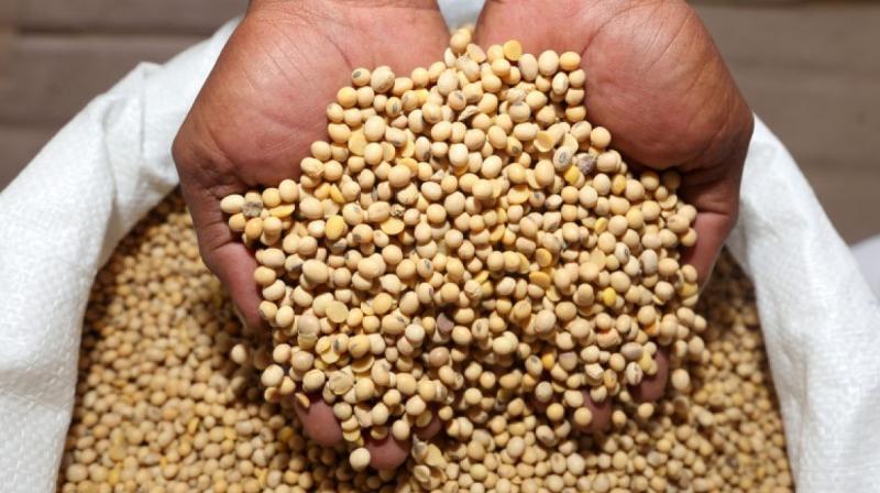 The best source of protein is soybeans Health News in punjabi