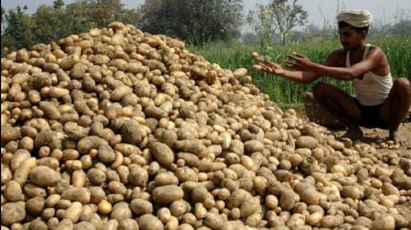 Potato Potato