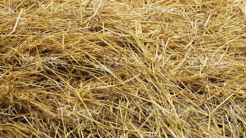 Wheat Straw Wheat Straw