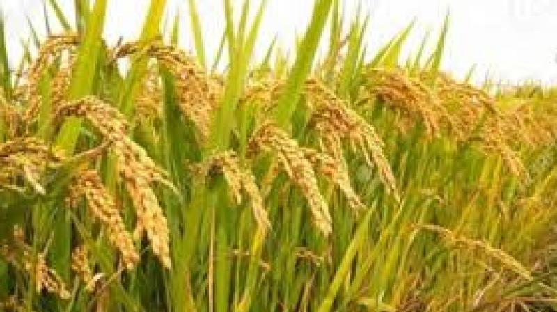 Rice yield
