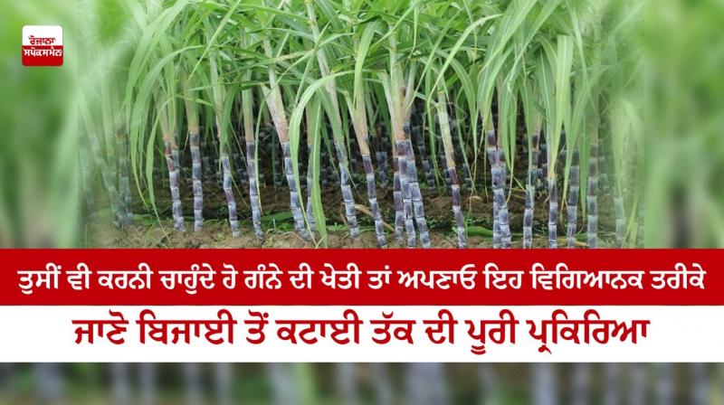 sugarcane cultivation sugarcane cultivation