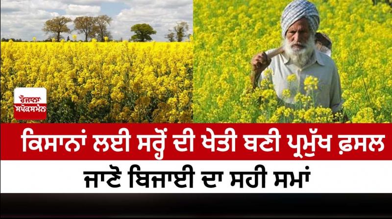 Mustard farming has become a major crop for farmers Mustard farming has become a major crop for farmers