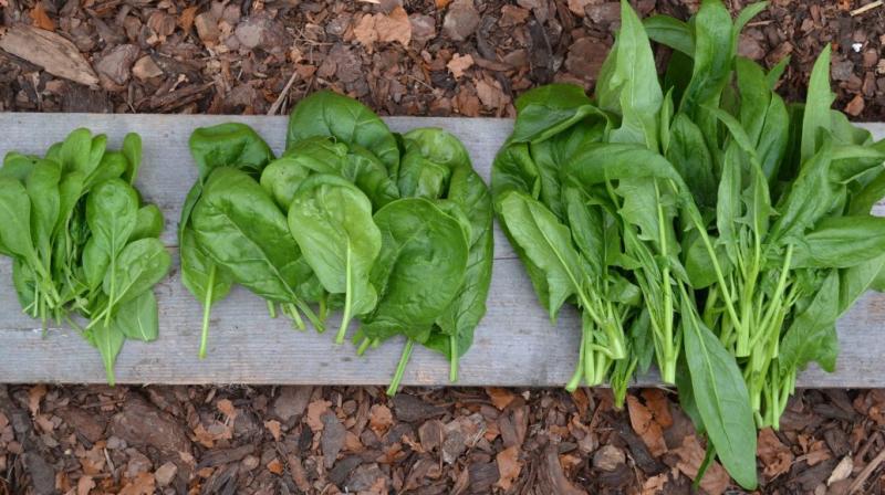 Spinach Farming Spinach Farming