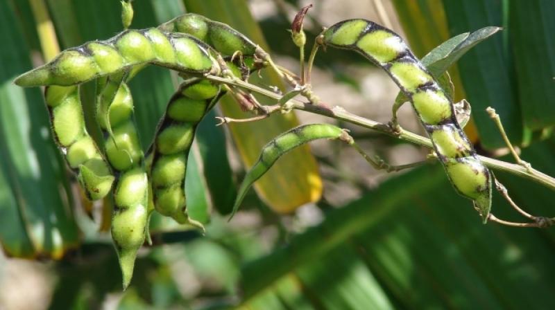 Arhar Crop Cultivation