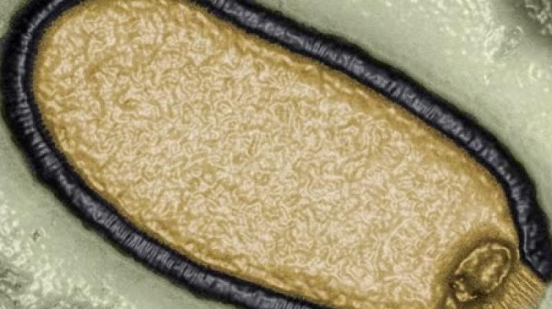 'Zombie' Virus Which Spent 48,500 Years Frozen In Arctic Could Spark Deadly Pandemic 'Zombie' Virus Which Spent 48,500 Years Frozen In Arctic Could Spark Deadly Pandemic