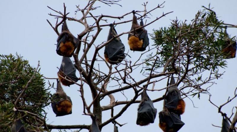 Bats in vaishali on tree Bats in vaishali on tree