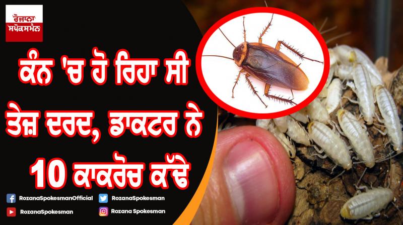 Cockroach family found living inside man’s ear canal Cockroach family found living inside man’s ear canal
