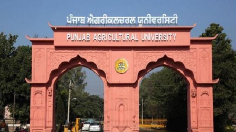 Punjab Agricultural University Punjab Agricultural University