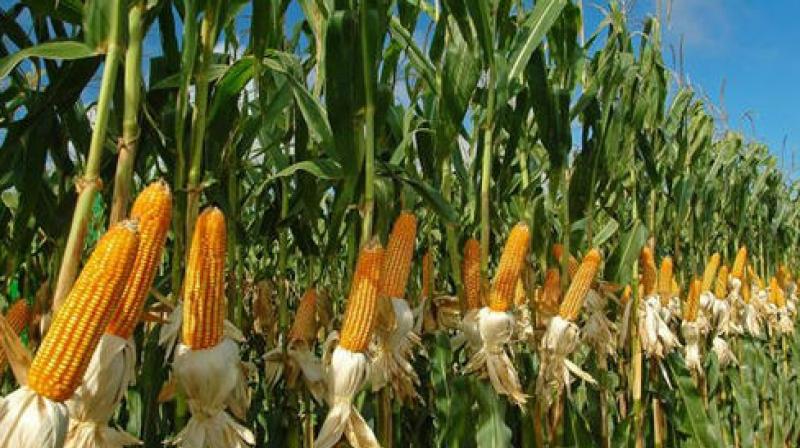 Maize Maize