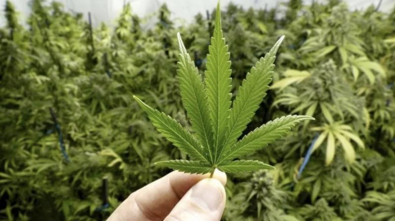 cannabis cannabis