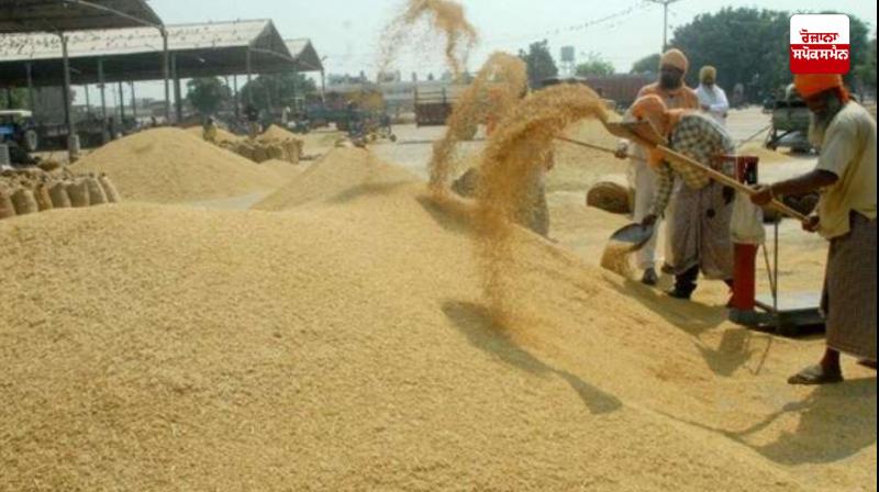 The purchase of paddy in the markets of Punjab starts from today The purchase of paddy in the markets of Punjab starts from today