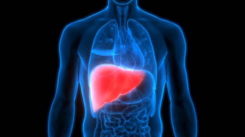 fatty liver fatty liver