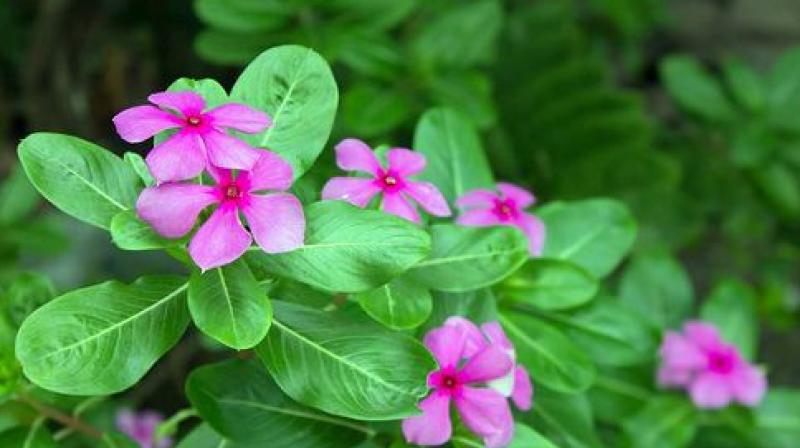Evergreen flowers are no less than a medicine Evergreen flowers are no less than a medicine