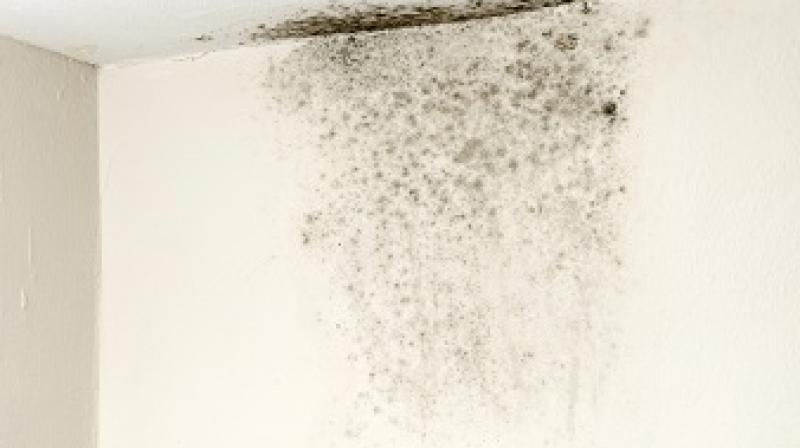 moisture in walls moisture in walls