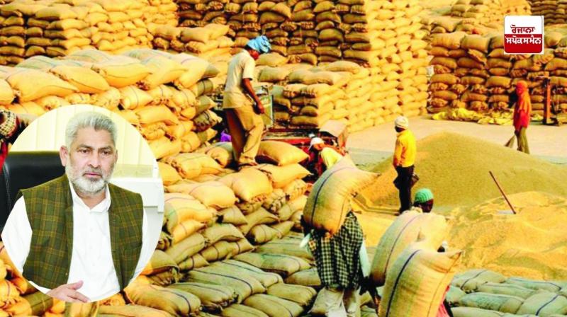 Punjab's target of purchasing 185 lakh metric tons was not met this time due to the decrease in paddy yield. Punjab's target of purchasing 185 lakh metric tons was not met this time due to the decrease in paddy yield.
