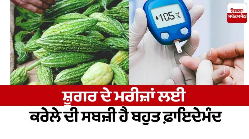 Bitter gourd vegetable is very beneficial for diabetic patients Health News in punjabi