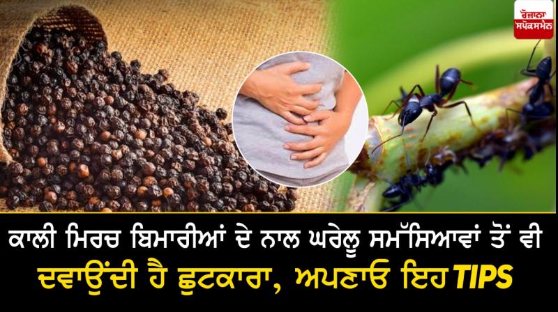  Black pepper cures diseases as well as domestic problems, follow these tips