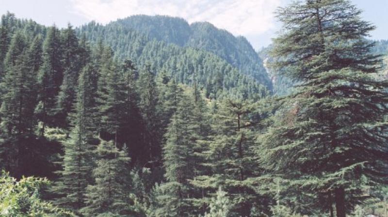 Deodar