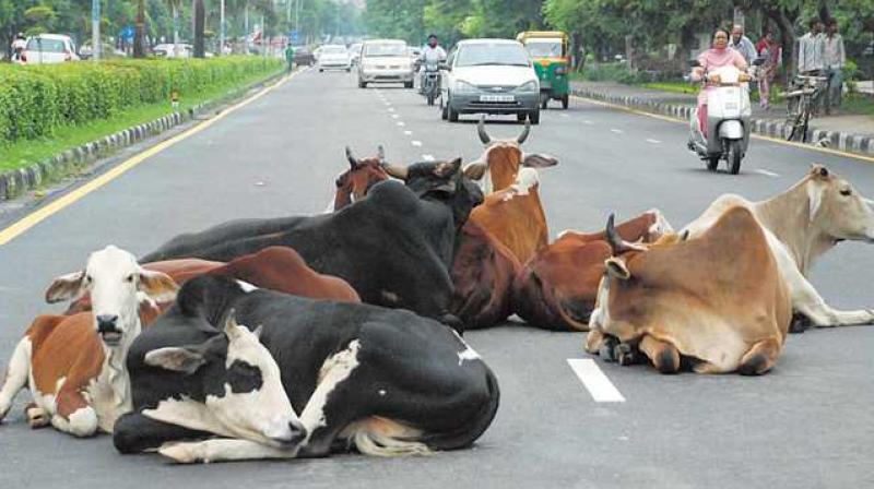 Stray Cattles Stray Cattles