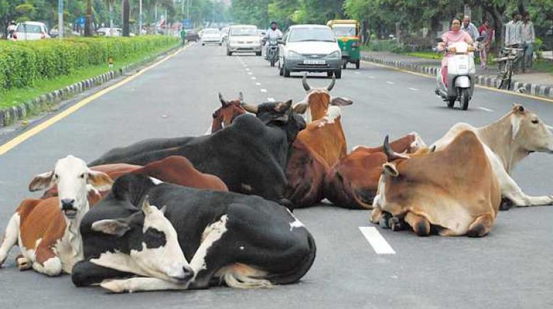 Stray Cattles 