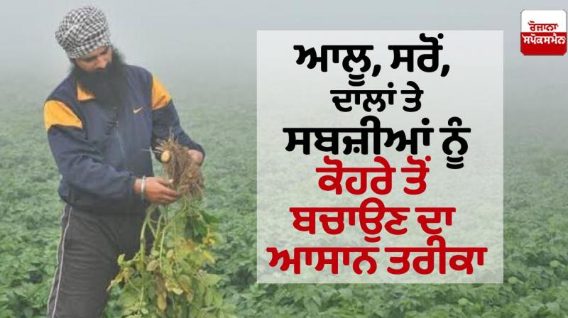 Easy way to protect vegetables from fog Easy way to protect vegetables from fog