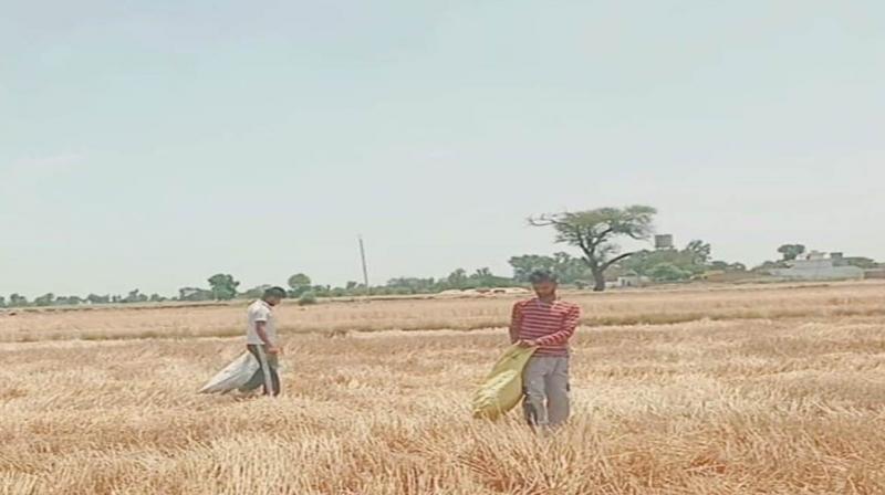 Young people picking wheat in the fields Sri Muktsar Sahib News Young people picking wheat in the fields Sri Muktsar Sahib News