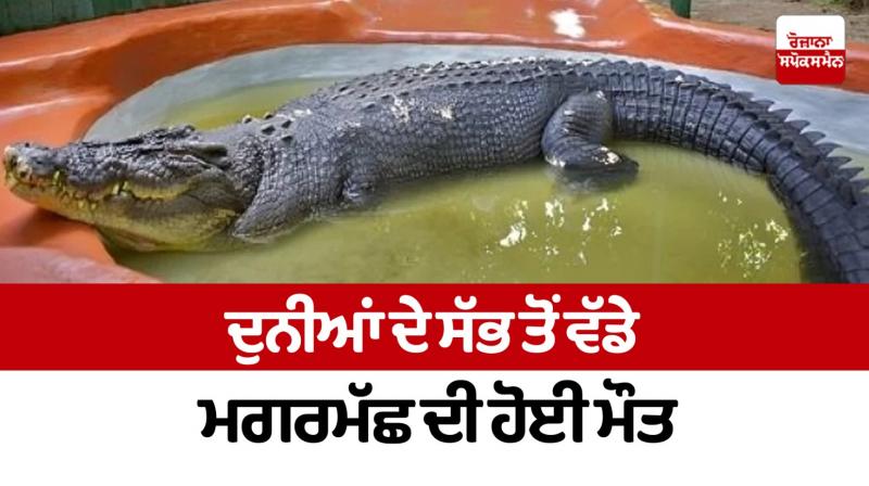 The largest crocodile in the world died The largest crocodile in the world died