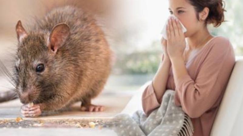 Leptospirosis disease Leptospirosis disease