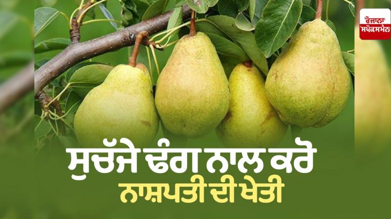 Farming News Cultivate pears properly News in punjabi